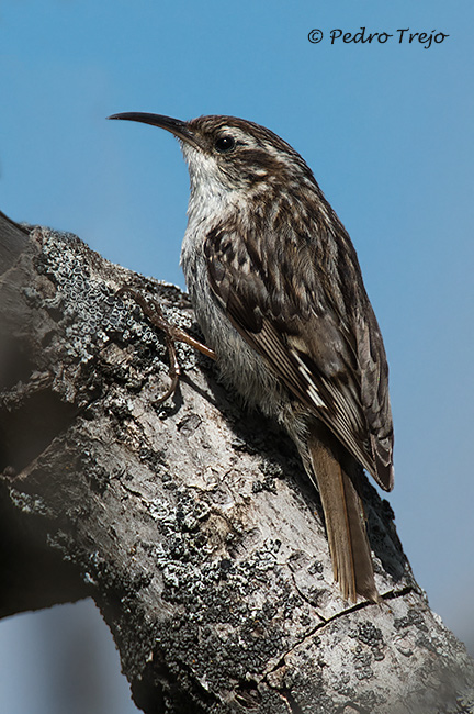 Agateador común (Certhia brachydaxtyla)